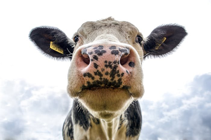Holstein Friesian